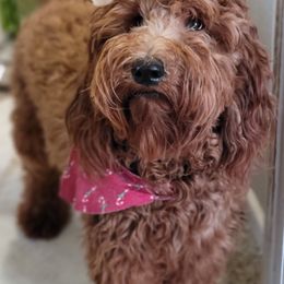 Bernedoodles and Goldendoodles from Doo a Little Doodle