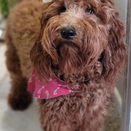 Bernedoodles and Goldendoodles from Doo a Little Doodle