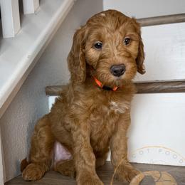 Cheddar - Red  male Goldendoodle puppy in Murrieta, California from Apricot Poodles & Goldendoodles, LLC