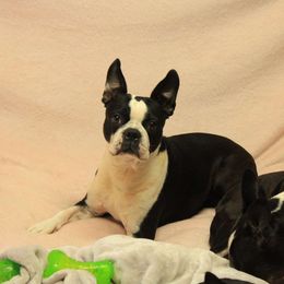Nettie - Seal and white female Boston Terrier puppy in Port Clinton, Ohio from Campbell's Boston Terriers