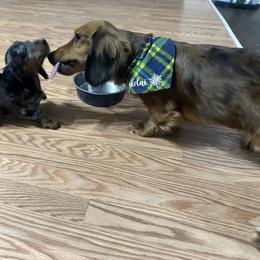 Dachshund Puppies from L & J Kennel