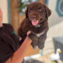 Reba - Red tri-color female Australian Shepherd puppy in Turlock, California from HCA Aussies