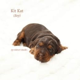 Kit Kat - Chocolate male Australian Labradoodle puppy in Hurricane, Utah from Red Desert Doodles