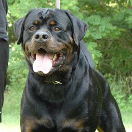 Rottweiler All Grown Up from Krafthaus Rottweilers
