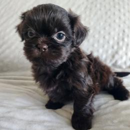 Eye Patch - Chocolate male Shih Tzu puppy in Sapulpa, Oklahoma from Whitney's Shih Tzus