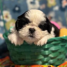 Collin - Black and white male Shih Tzu puppy in Sharon, Pennsylvania from Keystone Danes and Shih tzus