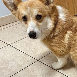 Zara - Red female Pembroke Welsh Corgi puppy in Accident, Maryland from Deep Creeks Pembrokes