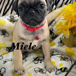 Miel - Fawn female Pug puppy in Hesperia, California from Amatskennel - Stubby Tails Ranch