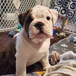 Bulldog Puppies from Mary Estabrook