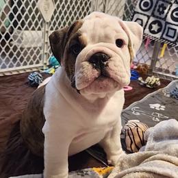 Bulldog Puppies from Mary Estabrook