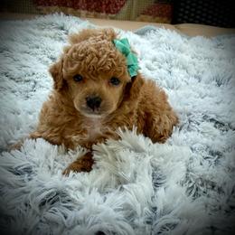 Lil Alex - Apricot male Poodle puppy in Newcomerstown, Ohio from Sheri’s Lil Angel’s