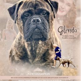 Bullmastiff Puppies from Amulet Bullmastiffs