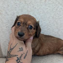 Buddy - Red male Dachshund puppy in Barnard, Missouri from KB Doxies