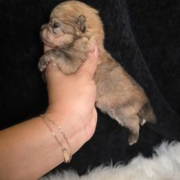 Eeyore - Red sable male Pomeranian puppy in Smithville, Texas from Lafary Poms