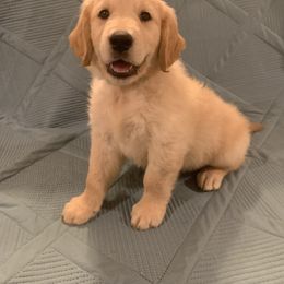 Golden Retriever Puppies from 3 Gun Retrievers