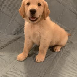 Golden Retriever Puppies from 3 Gun Retrievers