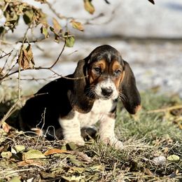 Basset Hound Puppies from Plummer Mountain Kennels