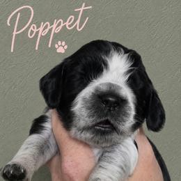 Poppet - Black and white female English Springer Spaniel puppy in Fort White, Florida from Thunderbird Springers