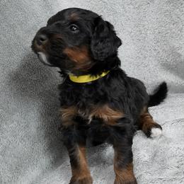 Yellow Collar 'Seven' - Phantom male Bernedoodle puppy in Mora, Minnesota from Knudsen Pups
