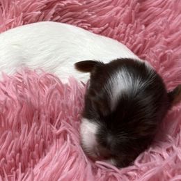 Arista AKC - Chocolate, tan and white female Yorkshire Terrier puppy in Labelle, Florida from Chocolate and Parti Yorkies in Florida