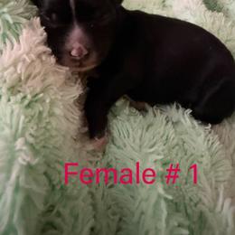Female 1 - Black and white female Chinese Crested puppy in Salt Lake City, Utah from Naked & Famous