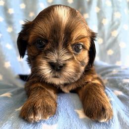 Randy - Red male Shih Tzu puppy in Hemet, California from Aloha Shih Tzu