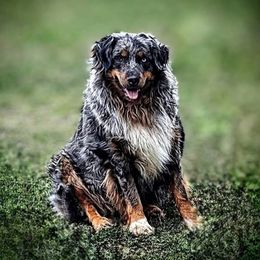 Leva - Australian Shepherd