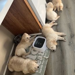 Golden Retriever Puppies from Mia Ragazza Golden Retrievers
