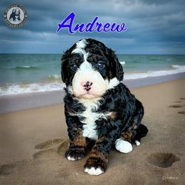 Andrew - Tri-color male Bernedoodle puppy in Banner Elk, North Carolina from Walnut Tree Bernedoodles