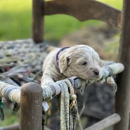 Cockapoo Puppies from East St. Poodles & Doodles