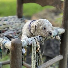 Cockapoo Puppies from East St. Poodles & Doodles