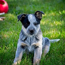 Australian Cattle Dog Puppies from Lakota Australian Cattle Dogs