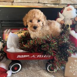 Crimson - Buff male Cockapoo puppy in Connersville, Indiana from MoonShine Babies