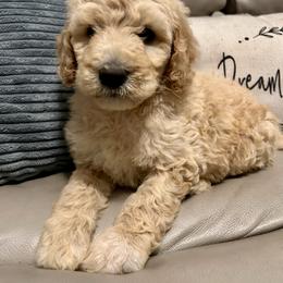 Jovi - Cream female Goldendoodle puppy in Lake City, Florida from Dream Hollow Farm