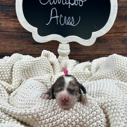 Rachel - Brown roan female Cockapoo puppy in Lancaster, Missouri from Cavapoo Acres