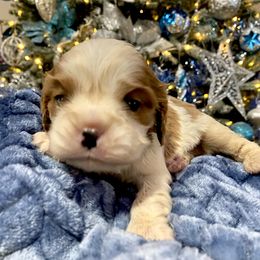 Cavalier King Charles Spaniel Puppies from Sunset Valley Cavaliers