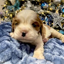 Cavalier King Charles Spaniel Puppies from Sunset Valley Cavaliers