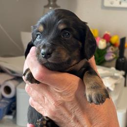 George - Black and tan male Dachshund puppy in Meridian, Idaho from Schön Duchshund