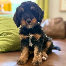 Teal girl - Phantom female Bernedoodle puppy in Valdese, North Carolina from Doodling All Day Goldendoodles
