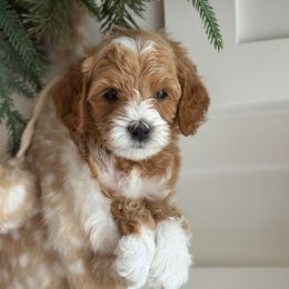 Willow (Pink) - Apricot female Goldendoodle puppy in St. George, Utah from Dashing Doodle Pups