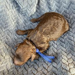Blue collar - Phantom male Poodle puppy in Huntsville, Alabama from Flint River Poodles