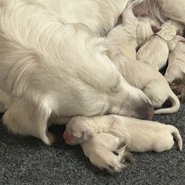 Green collar - Light golden male Golden Retriever puppy in Hastings, Michigan from Teresa Stevens