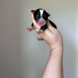 Frasier - Tri-color Bernedoodle puppy in Bastrop, Texas from Sweet Pea Bernedoodles