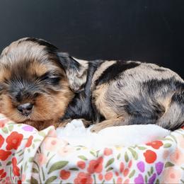 Rory - Merle female Cavapoo puppy in Cameron, South Carolina from Sassy Sailor & Company