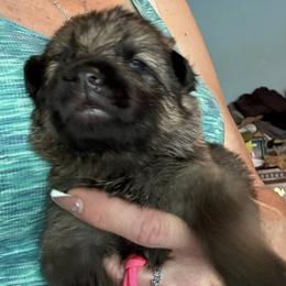 Girl 2 - female German Shepherd puppy in Germantown, Ohio from TNT Pups