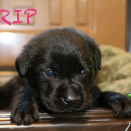 DAYTRIP - Black female Labrador Retriever puppy in Lawton, Michigan from DuckAlly Kennel