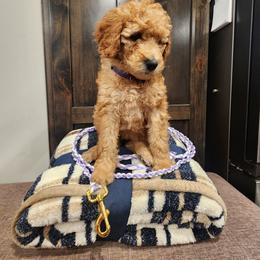Violet - Apricot female Poodle puppy in South Willard, Utah from Burge Family Poodles
