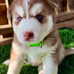 Elodie - Red and white female Siberian Husky puppy in Walker, Louisiana from TRUHUSKY SIBERIANS