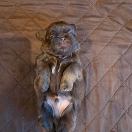 Nikolai - Sable and white male Shih Tzu puppy in Boston, Massachusetts from NFST IMPERIAL SHIHTZU PUPPIES