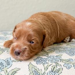 Dale - Red  male Goldendoodle puppy in Garden Grove, California from Sunkissed Doodles
